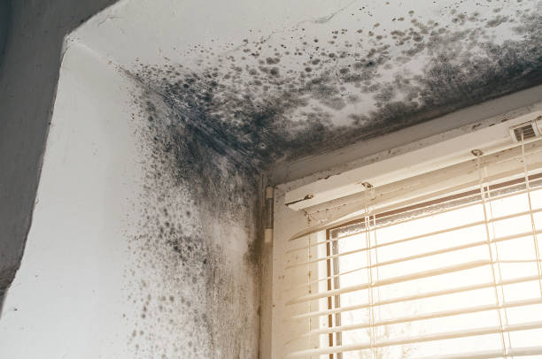 Trusted Bathroom Mold Removal service in Oxford, MI - Cheap Mold Removal